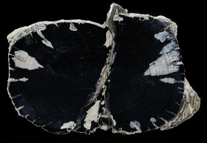 Blue Forest Petrified Wood Slab - Wyoming #54492